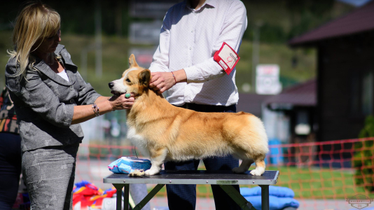 Питомник Кайрфилли / Caerphilly: щенки от заводчика - фото 4