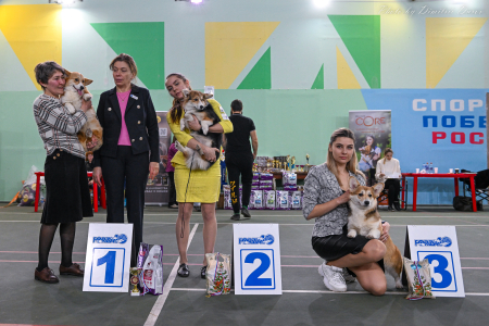 Питомник Кайрфилли / Caerphilly: щенки от заводчика - фото 6