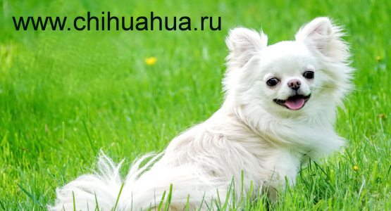 Питомник ШАХ АРПИЛИН - фото 3