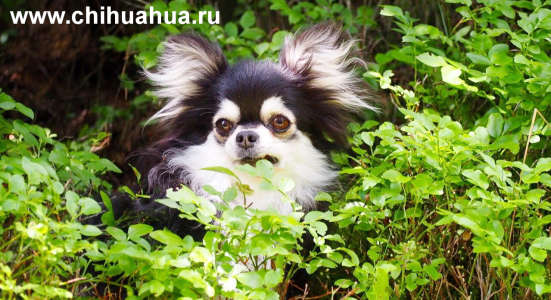 Питомник ШАХ АРПИЛИН - фото 4