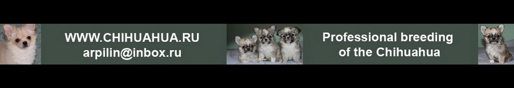 Питомник ШАХ АРПИЛИН - фото 5