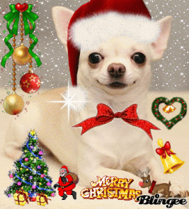 Питомник ШАХ АРПИЛИН - фото 6