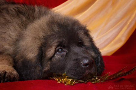 Питомник Lowenherz vom Priorat: щенки от заводчика - фото 4