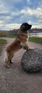 Питомник Lowenherz vom Priorat: щенки от заводчика - фото 5