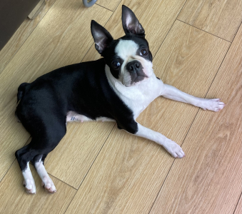 Питомник Из Петербуржского бомонда: щенки от заводчика - фото 6