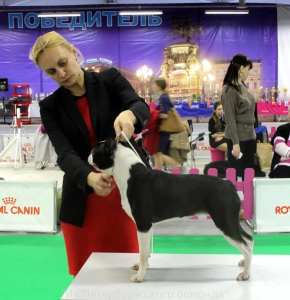 Питомник Из Петербуржского бомонда: щенки от заводчика - фото 5