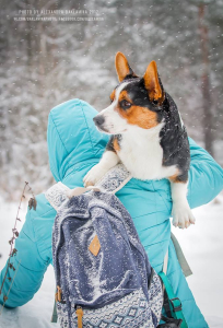 Питомник Вингардиан - фото 2