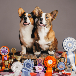 Питомник Вингардиан - фото 3