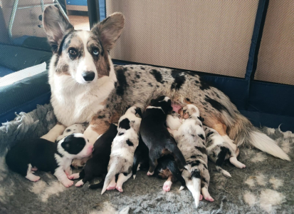 Питомник Вингардиан - фото 5