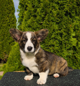 Питомник Вингардиан - фото 6