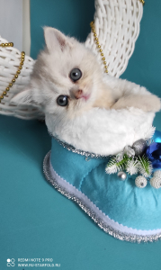 Питомник Ru-Star Fold: котята от заводчика - фото 2