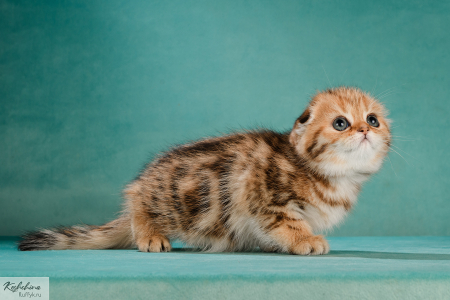 Питомник Ru-Star Fold: котята от заводчика - фото 4