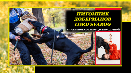 Питомник Lord Svarog: щенки от заводчика - фото 2