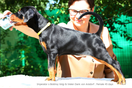 Питомник Lord Svarog: щенки от заводчика - фото 3