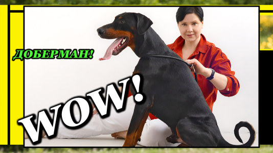 Питомник Lord Svarog: щенки от заводчика - фото 4