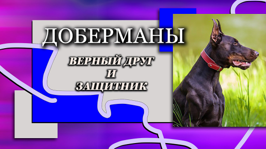 Питомник Lord Svarog: щенки от заводчика - фото 5