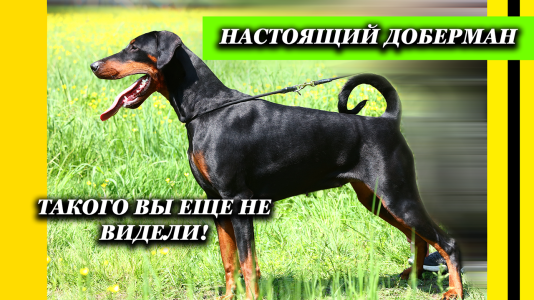 Питомник Lord Svarog: щенки от заводчика - фото 6