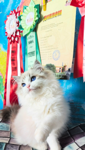 Питомник Blue Blood 