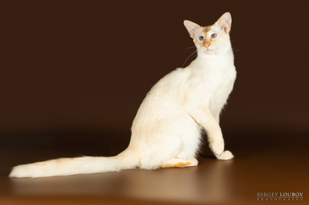 Питомник BASTET URAL: котята от заводчика - фото 2