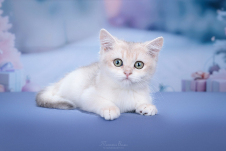 Питомник RomirRus: котята от заводчика - фото 6