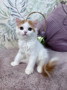 Питомник Brouillard: котята от заводчика - фото 5