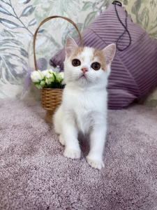 Питомник Brouillard: котята от заводчика - фото 6