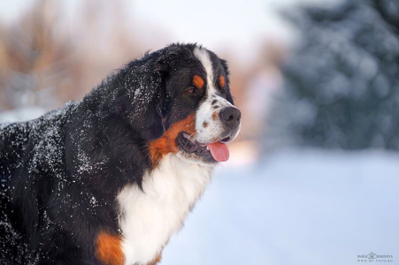 Питомник Дюрбахлер Клаб: щенки от заводчика - фото 5