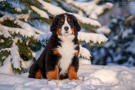 Питомник Дюрбахлер Клаб: щенки от заводчика - фото 6