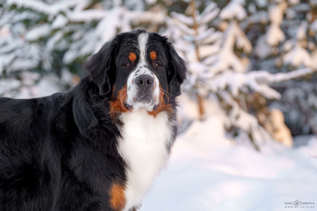 Питомник Дюрбахлер Клаб: щенки от заводчика - фото 4