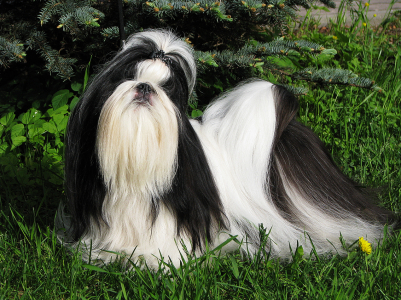 Питомник Рагсоль / Ragsol: щенки от заводчика - фото 2