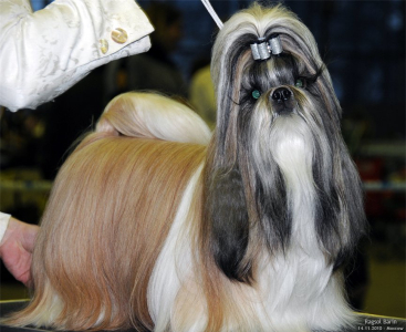 Питомник Рагсоль / Ragsol: щенки от заводчика - фото 3