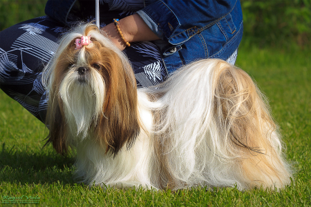 Питомник Рагсоль / Ragsol: щенки от заводчика - фото 4