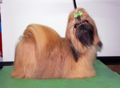 Питомник Рагсоль / Ragsol: щенки от заводчика - фото 5