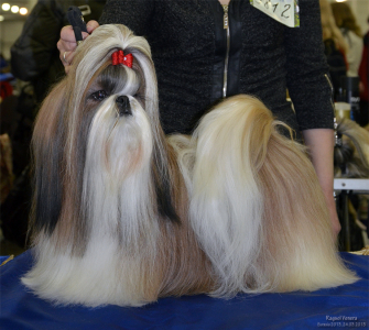 Питомник Рагсоль / Ragsol: щенки от заводчика - фото 6