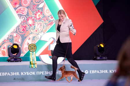 Золотой Запас - купить русского той-терьера в питомнике Москвы