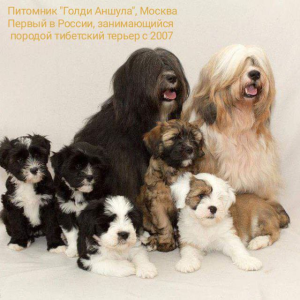Голди Аншула - питомник тибетского терьера в Москве, отзывы и контакты питомника