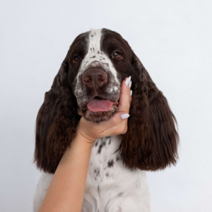 Питомник Westmyrr: щенки от заводчика - фото 1