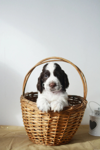 Питомник Westmyrr: щенки от заводчика - фото 2