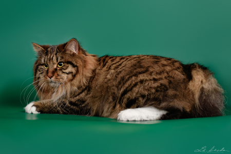 Питомник Russian Flowers: котята от заводчика - фото 2