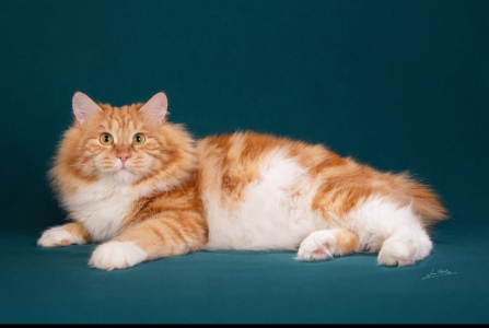 Питомник Russian Flowers: котята от заводчика - фото 3