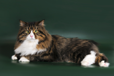 Питомник Russian Flowers: котята от заводчика - фото 4