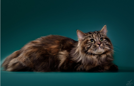 Питомник Russian Flowers: котята от заводчика - фото 5