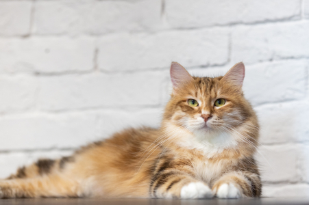 Питомник Russian Flowers: котята от заводчика - фото 6