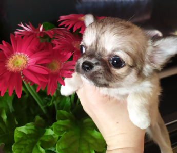 Питомник Рикко Вигал: щенки от заводчика - фото 2