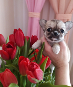 Питомник Рикко Вигал: щенки от заводчика - фото 3