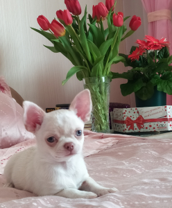 Питомник Рикко Вигал: щенки от заводчика - фото 4