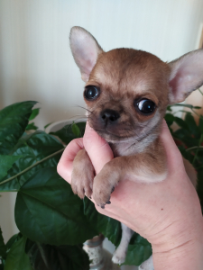 Питомник Рикко Вигал: щенки от заводчика - фото 5