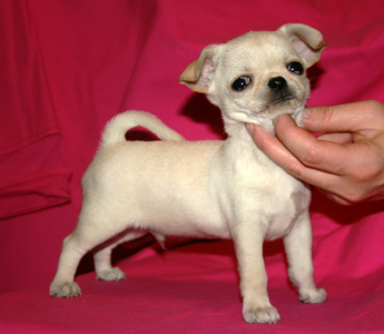 Питомник Рикко Вигал: щенки от заводчика - фото 6