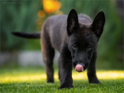 Питомник Мегобари: щенки от заводчика - фото 2