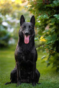 Питомник Мегобари: щенки от заводчика - фото 1